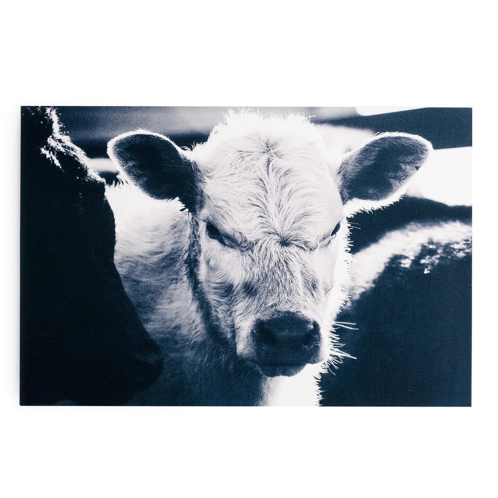 Mad Calf Photo Print ($28)