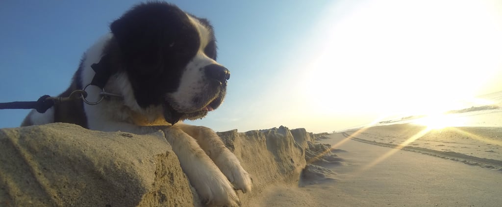 Perfectly Timed Photos That Make Dogs Look Giant