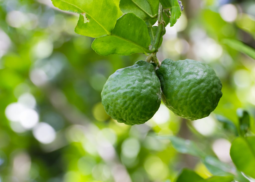 Bergamot