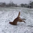 This Golden Retriever Doing a Front Flip in the Snow Should Be Winter Olympics-Bound