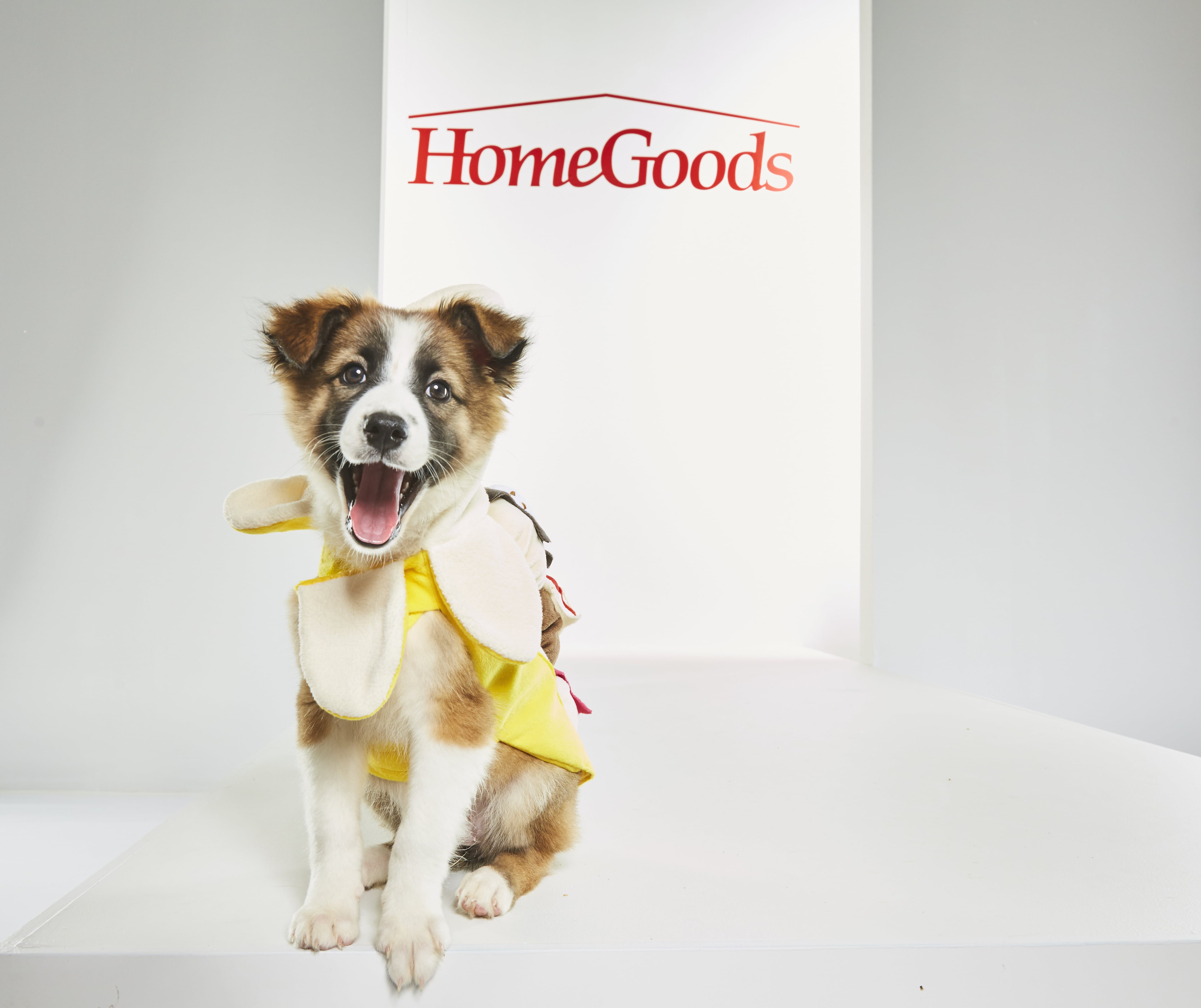 Home goods dog on sale sweaters