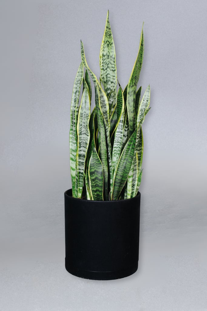 Grounded's 10-in Sansevieria Laurentii