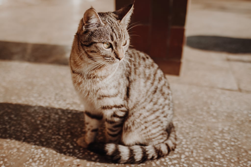 Zoning out in the sunshine.