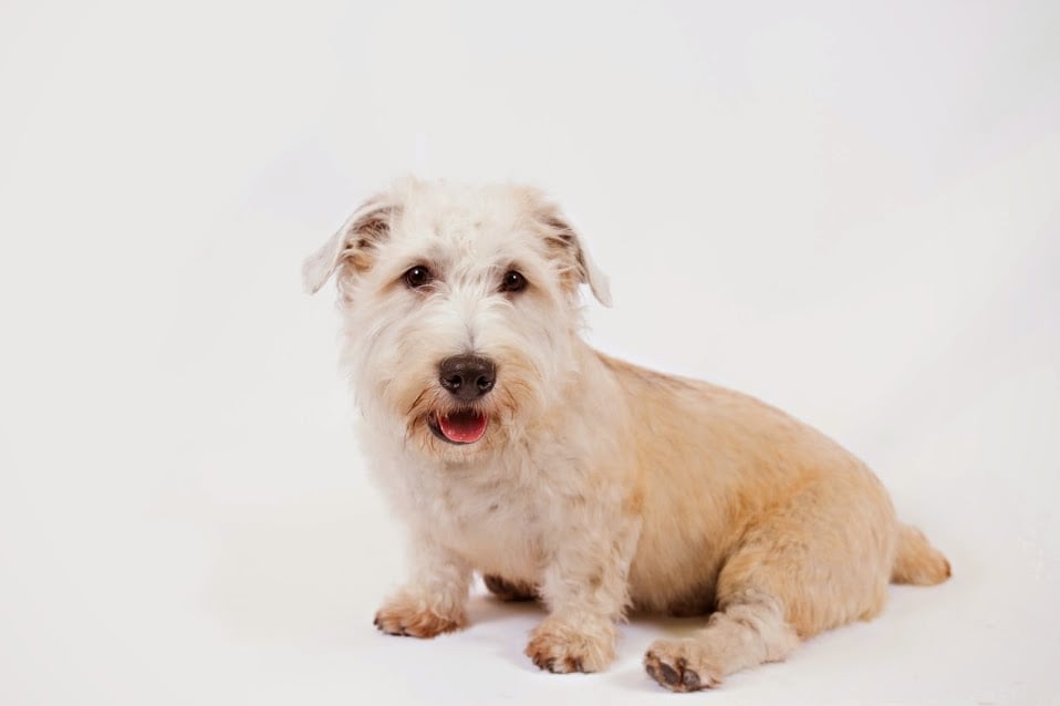 Glen of Imaal Terrier