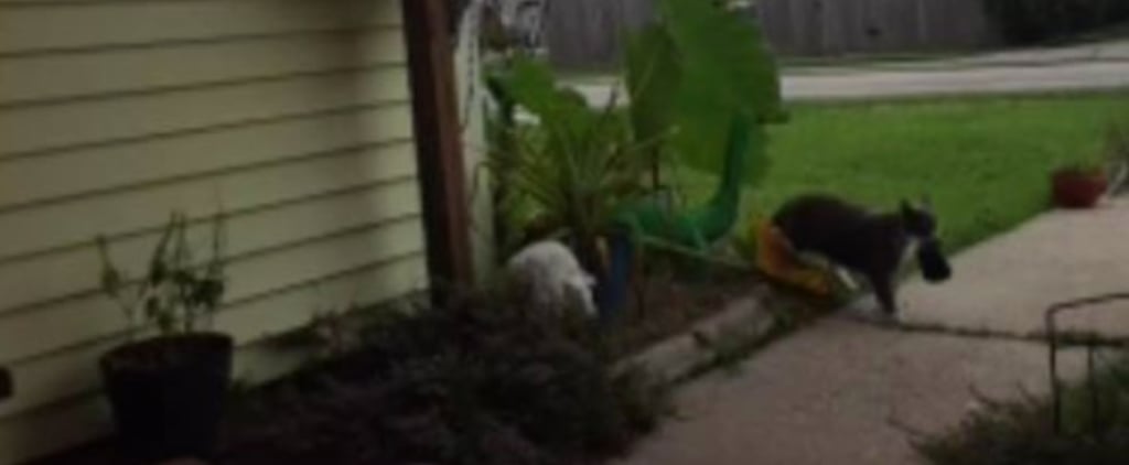 Woman Realizes Her Cat Steals the Neighbor's Laundry