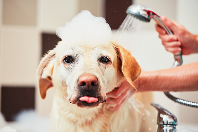 刷你的狗出去之前洗个澡