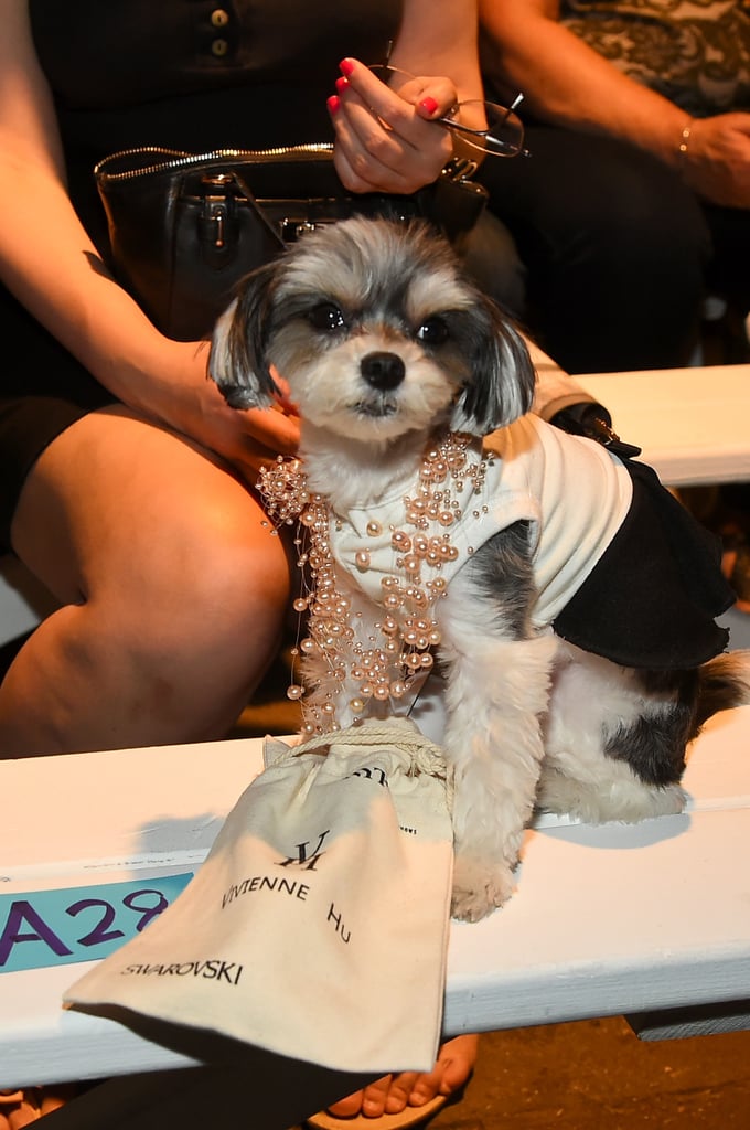 Tinkerbelle the Dog Attending the Vivienne Hu Show
