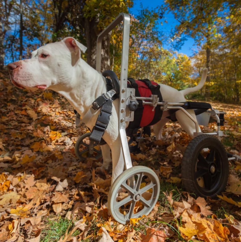 Checking out the leaves at Ward Pound Ridge Reservation in New York