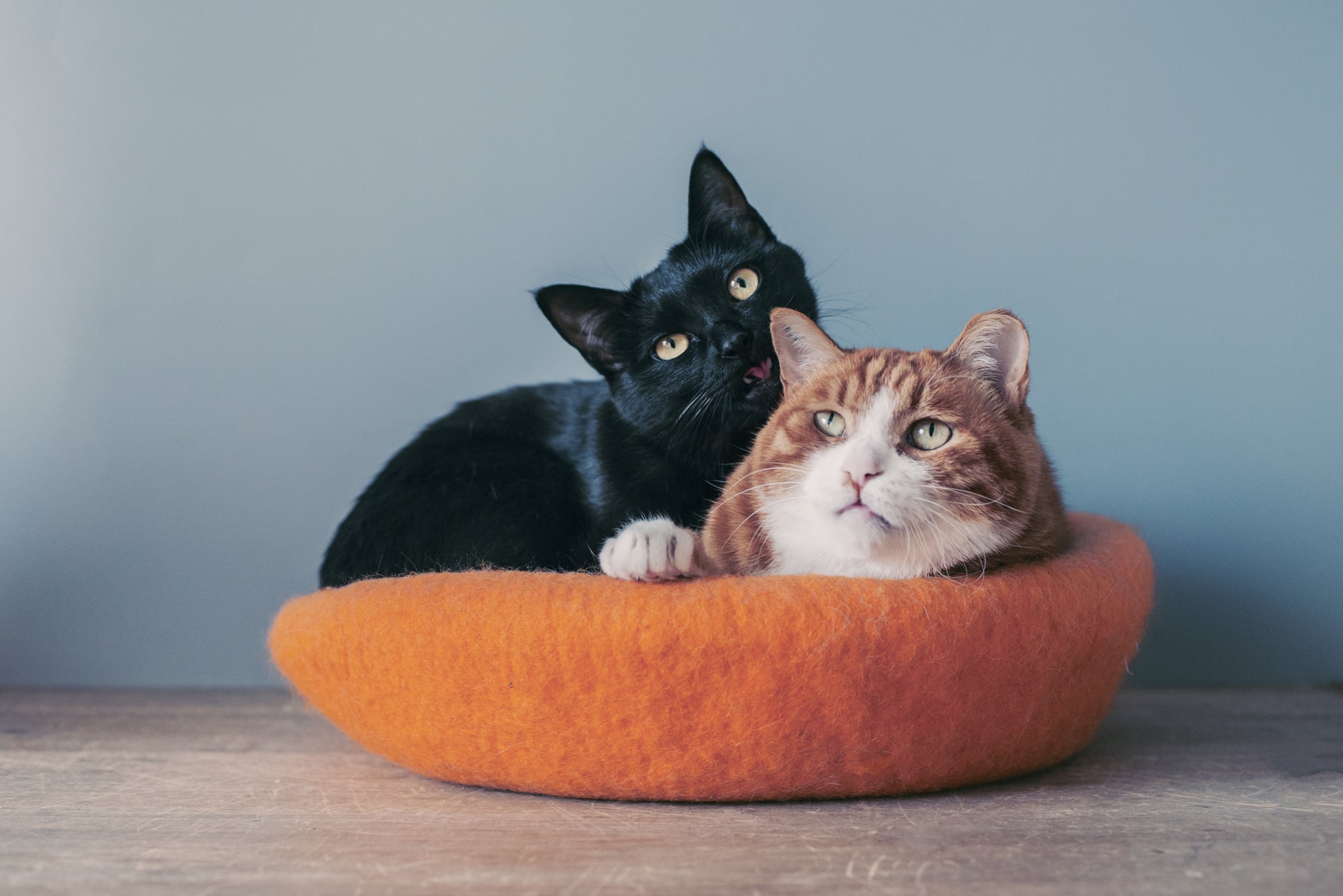 Two cats sit in a cat's nest, obviously very crowed.