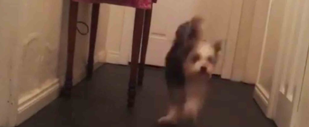 Dog That Jumps Like a Rabbit