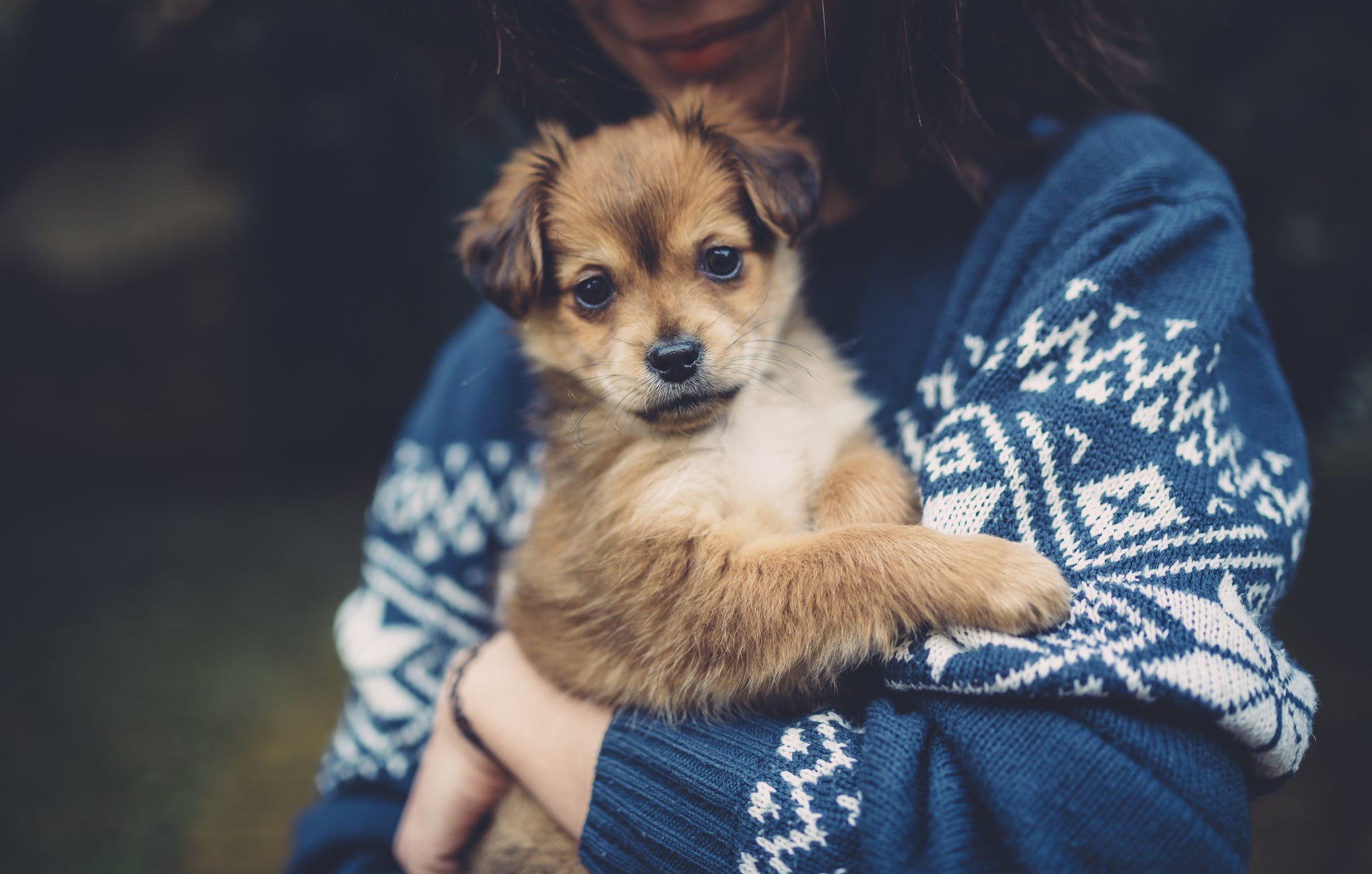 What Is A Grandpuppy Popsugar Australia Love Amp Sex