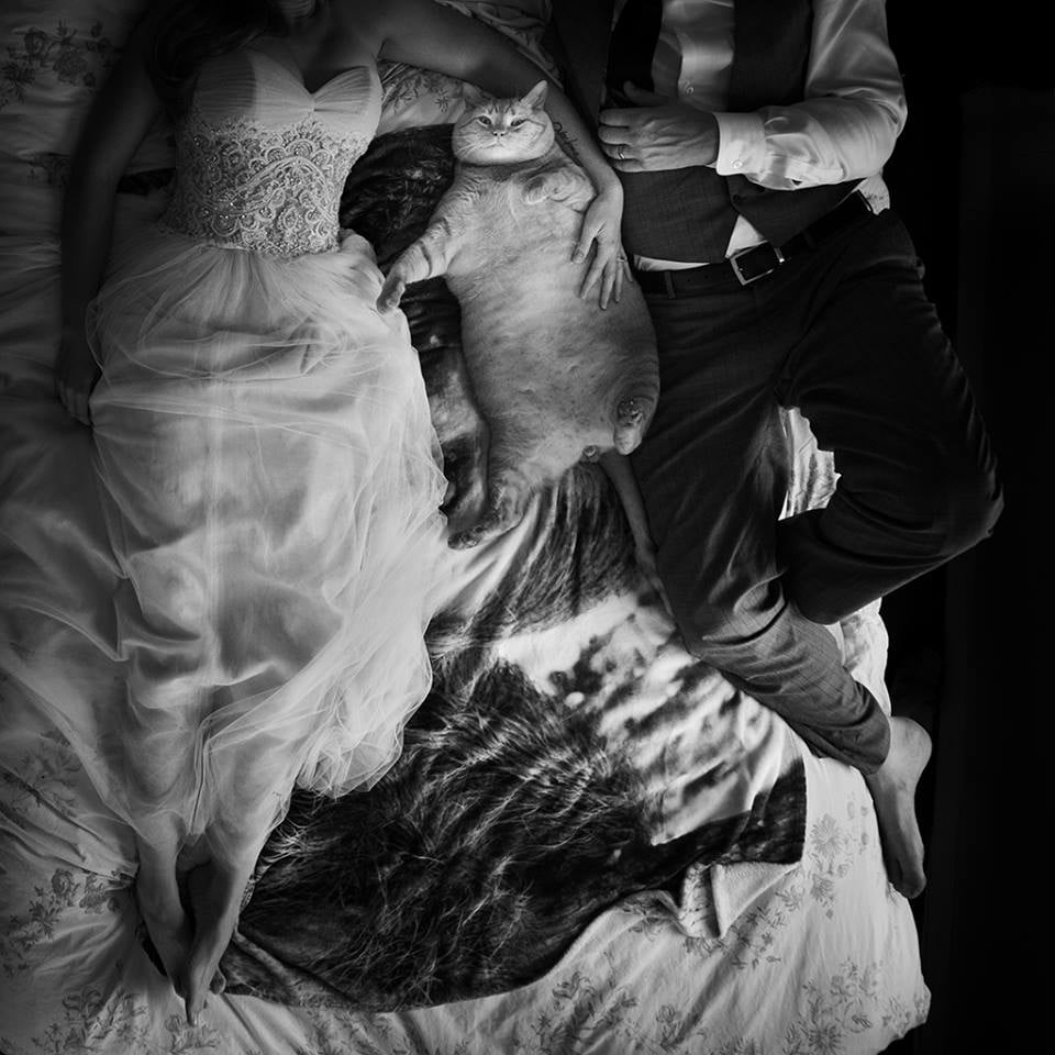 Couple's Large Cat in Wedding Photos