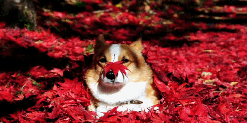 You want to be in the leaves ALL THE TIME.