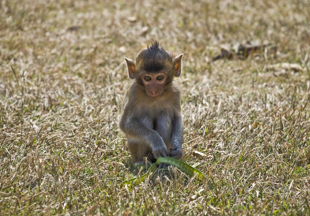 I know, I know: no monkey business allowed.
Source: Flickr user Dane Low