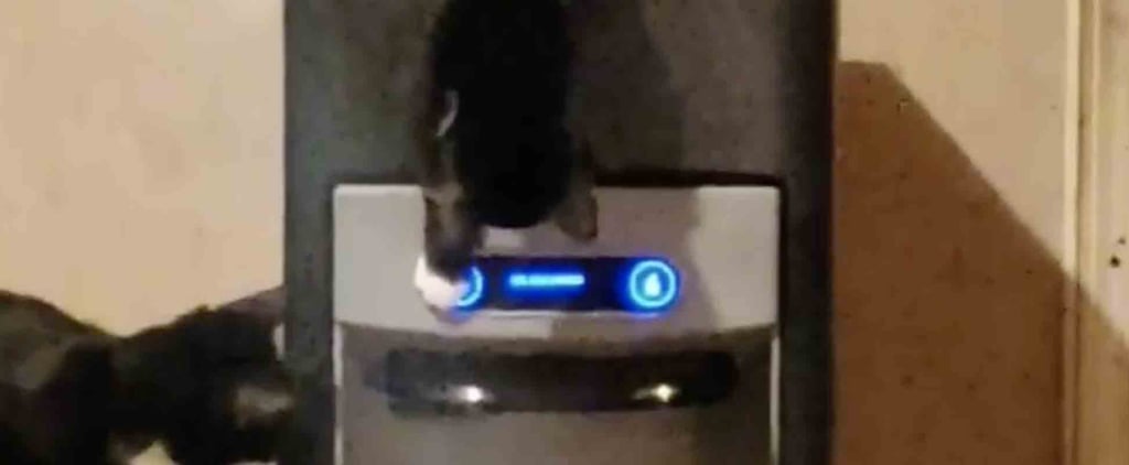 Cats Playing With the Ice Machine | Video