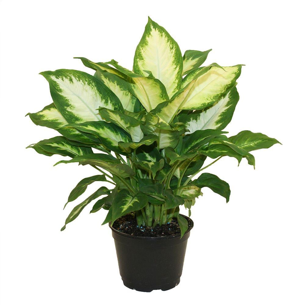 Dieffenbachia Camille