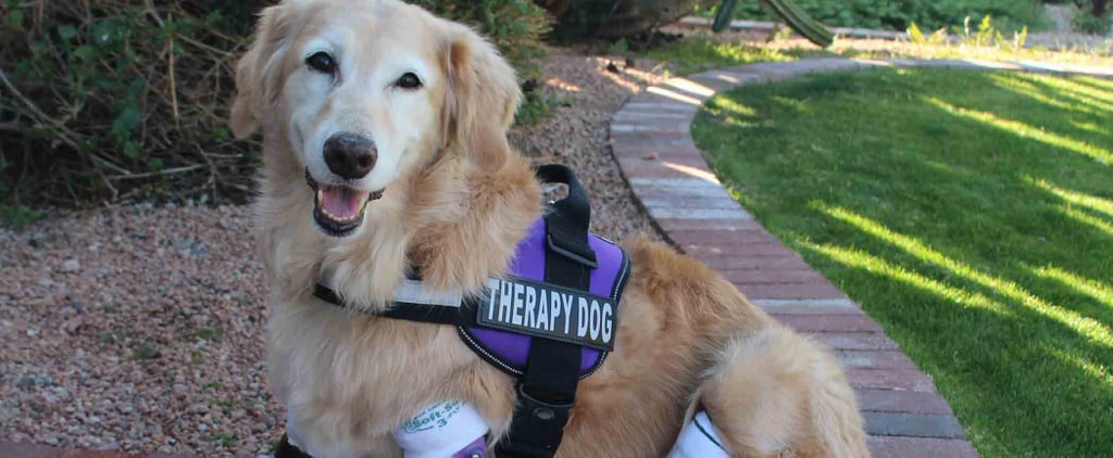 Dog With Prosthetic Paws Becomes a Therapy Dog