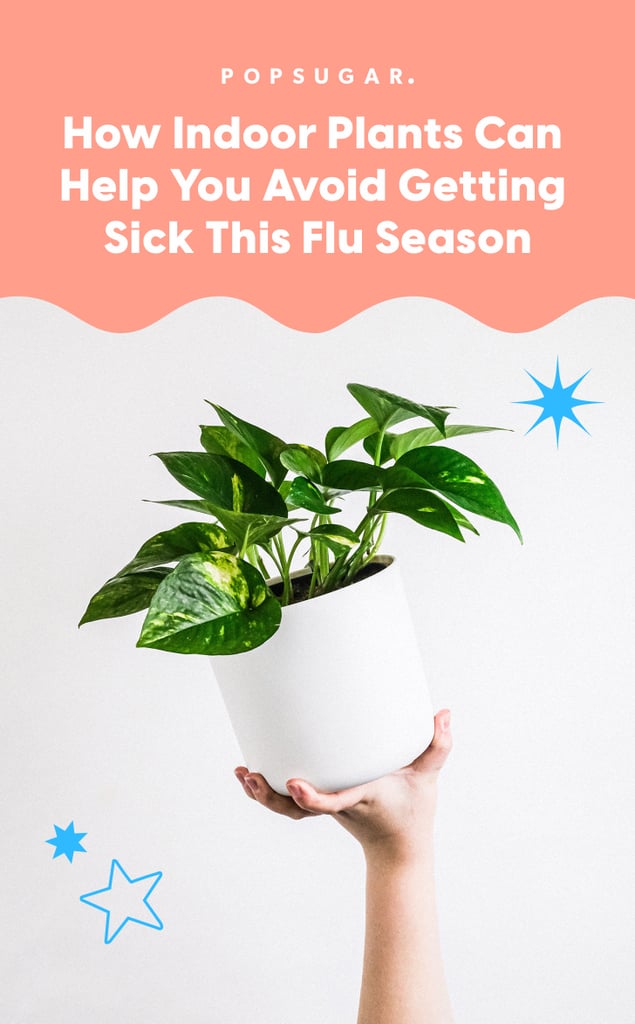 The Best Houseplants For Cold and Flu