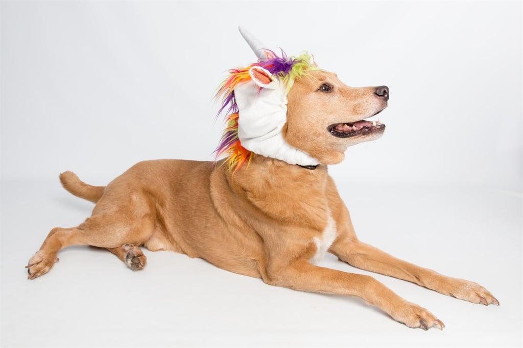 Big Dog Unicorn Costume Pet Costumes POPSUGAR Smart Living Photo 7
