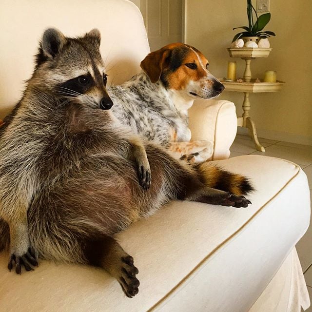 Raccoon That Lives With Dogs | Instagram