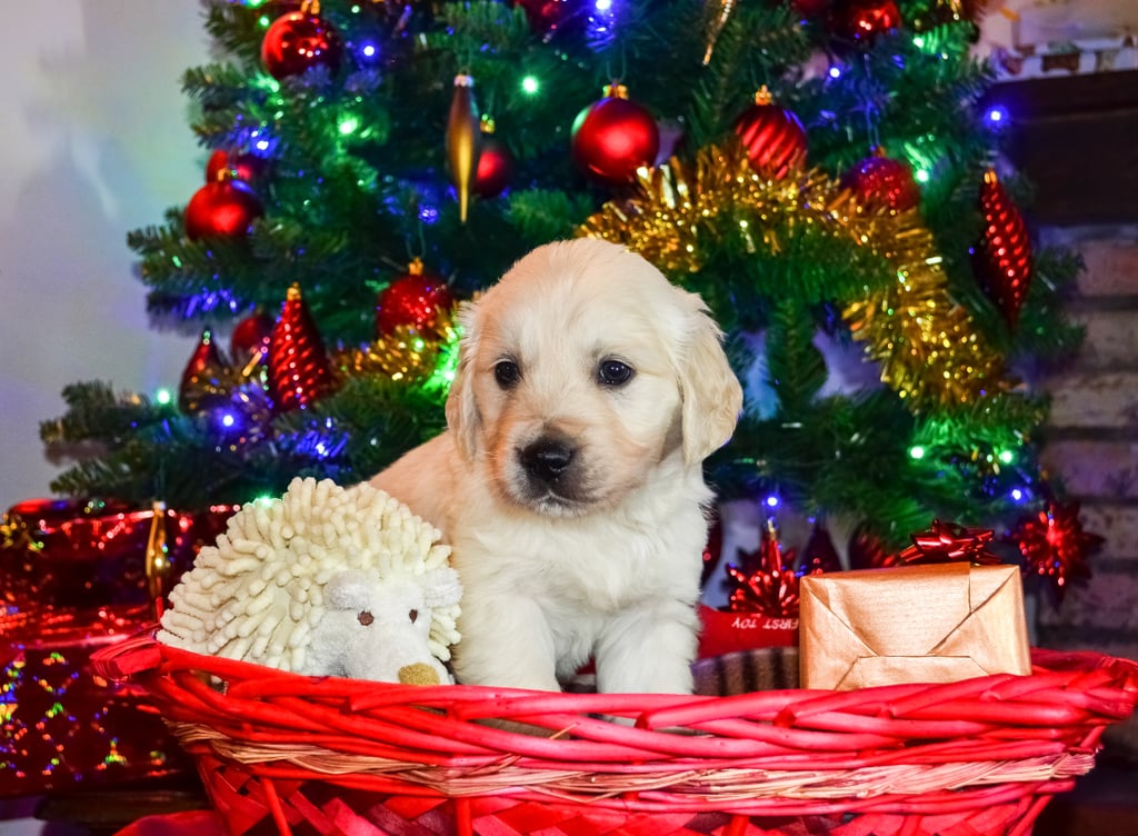 This Pup Is Tucked Away With Toys