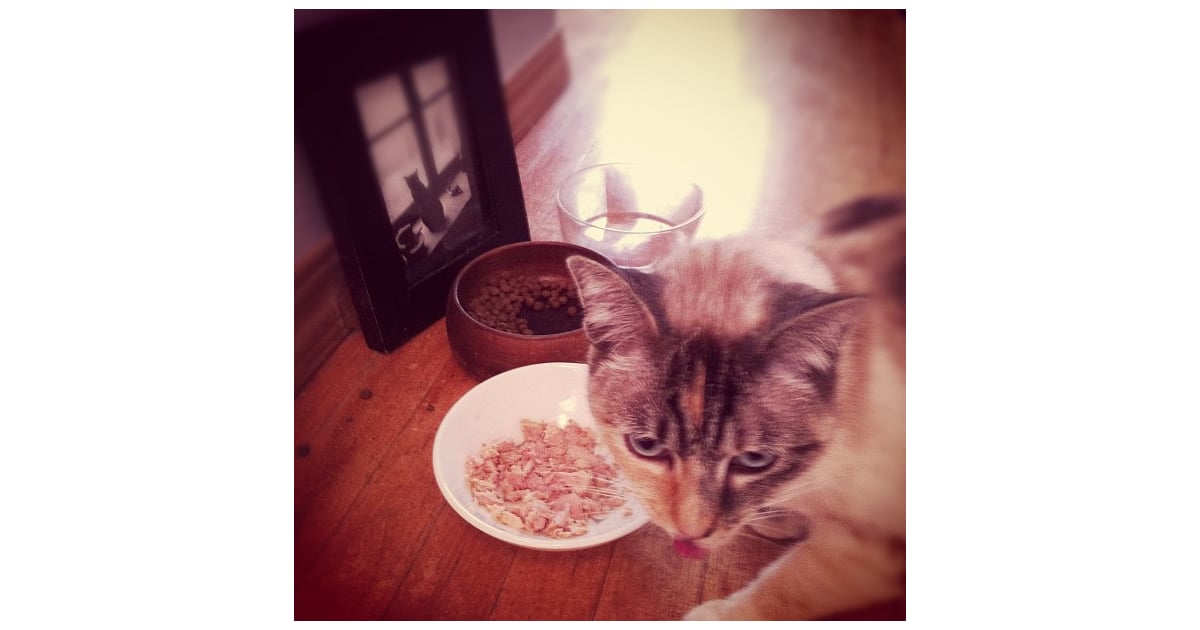 Is It OK to Feed Cats Table Scraps? POPSUGAR Pets