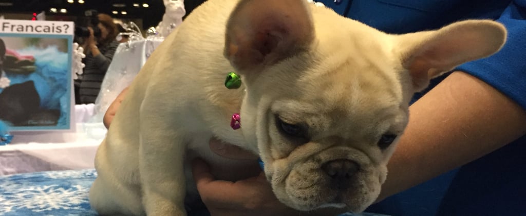 What Is It Like at a Dog Show?