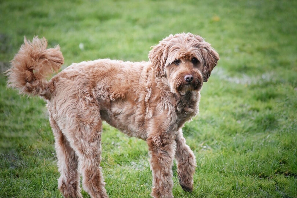 Cute Pictures of Labradoodles