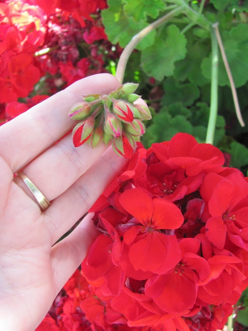 Geranium Plant