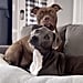 Pit Bull Dogs Listening to a Story on TikTok | Video