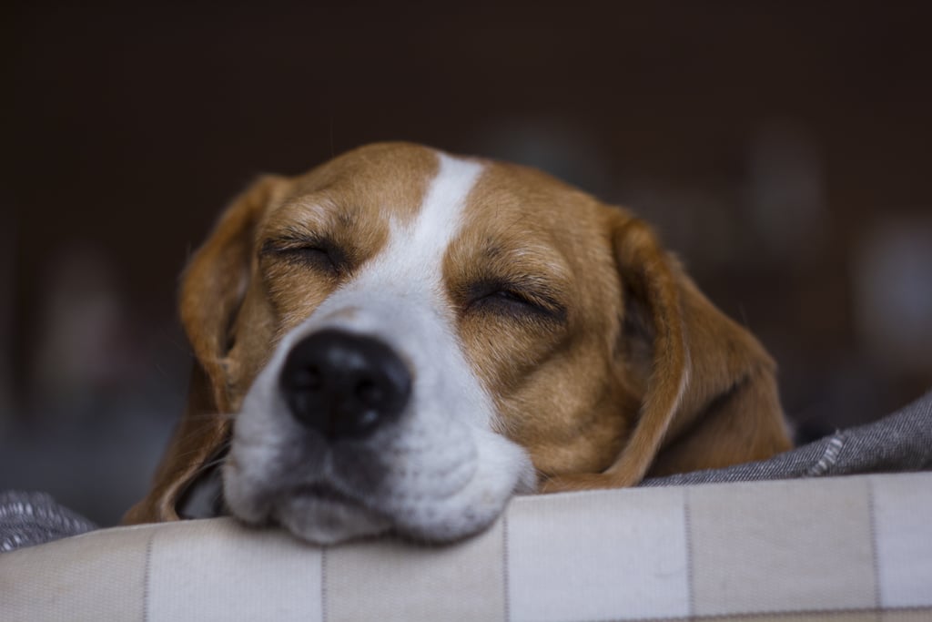 Cutest Pictures of Beagles