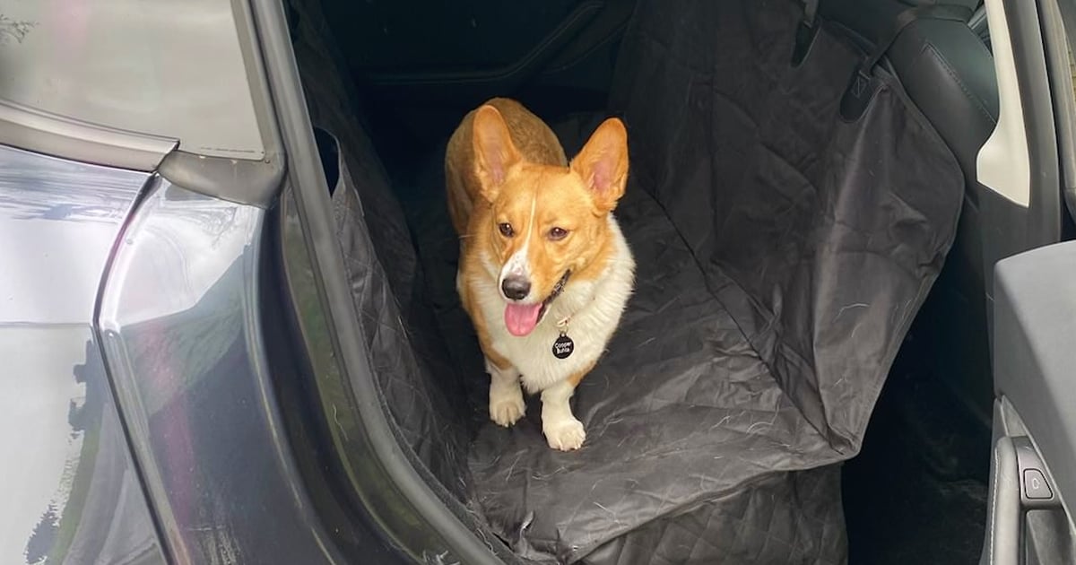 Active Pets Premium Dog Car Seat Cover​ Review