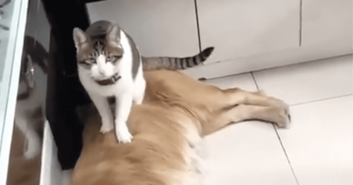 Golden Retriever S Reaction To A Cat Sitting On His Sibling