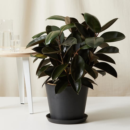 Best Pet-Friendly Houseplants 2022