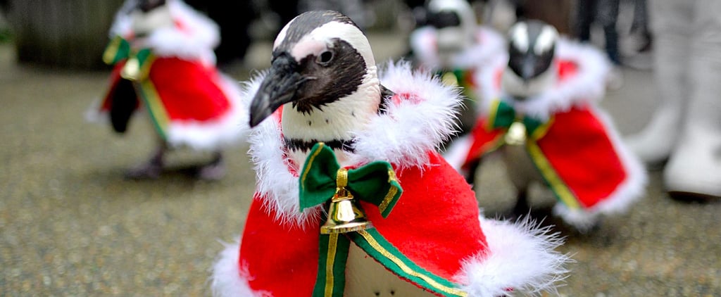 Santa Penguins in Japan