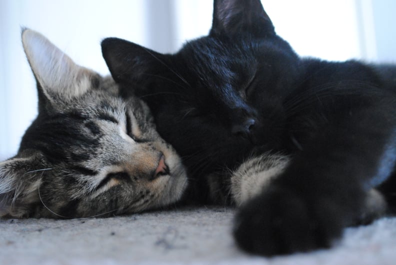 Sleeping Cats  POPSUGAR Pets