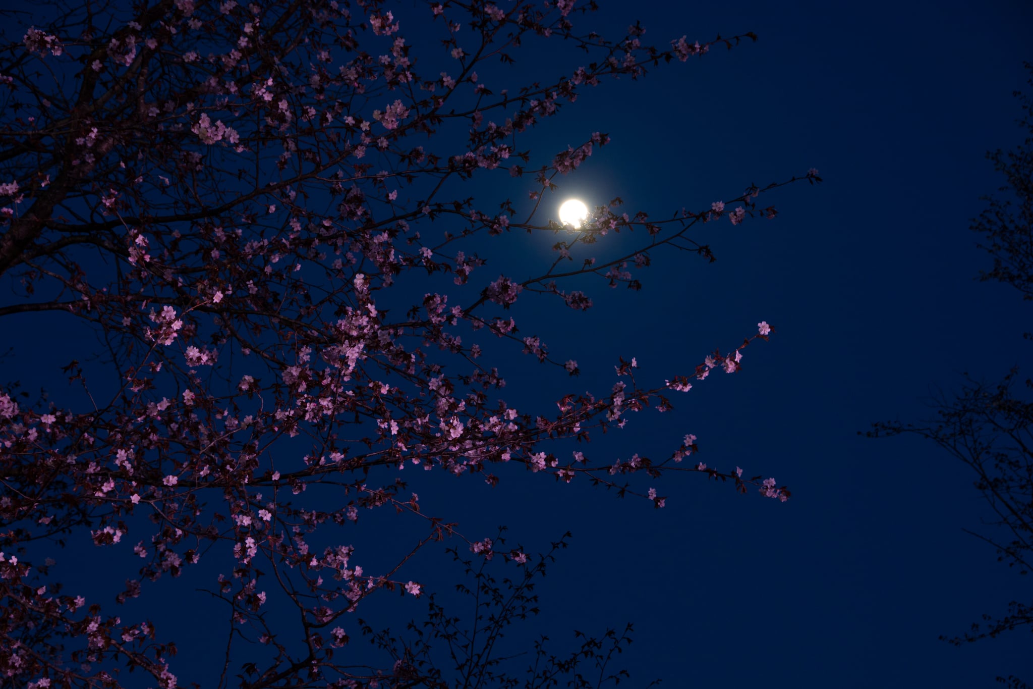 Night cherry blossoms light up and full moon