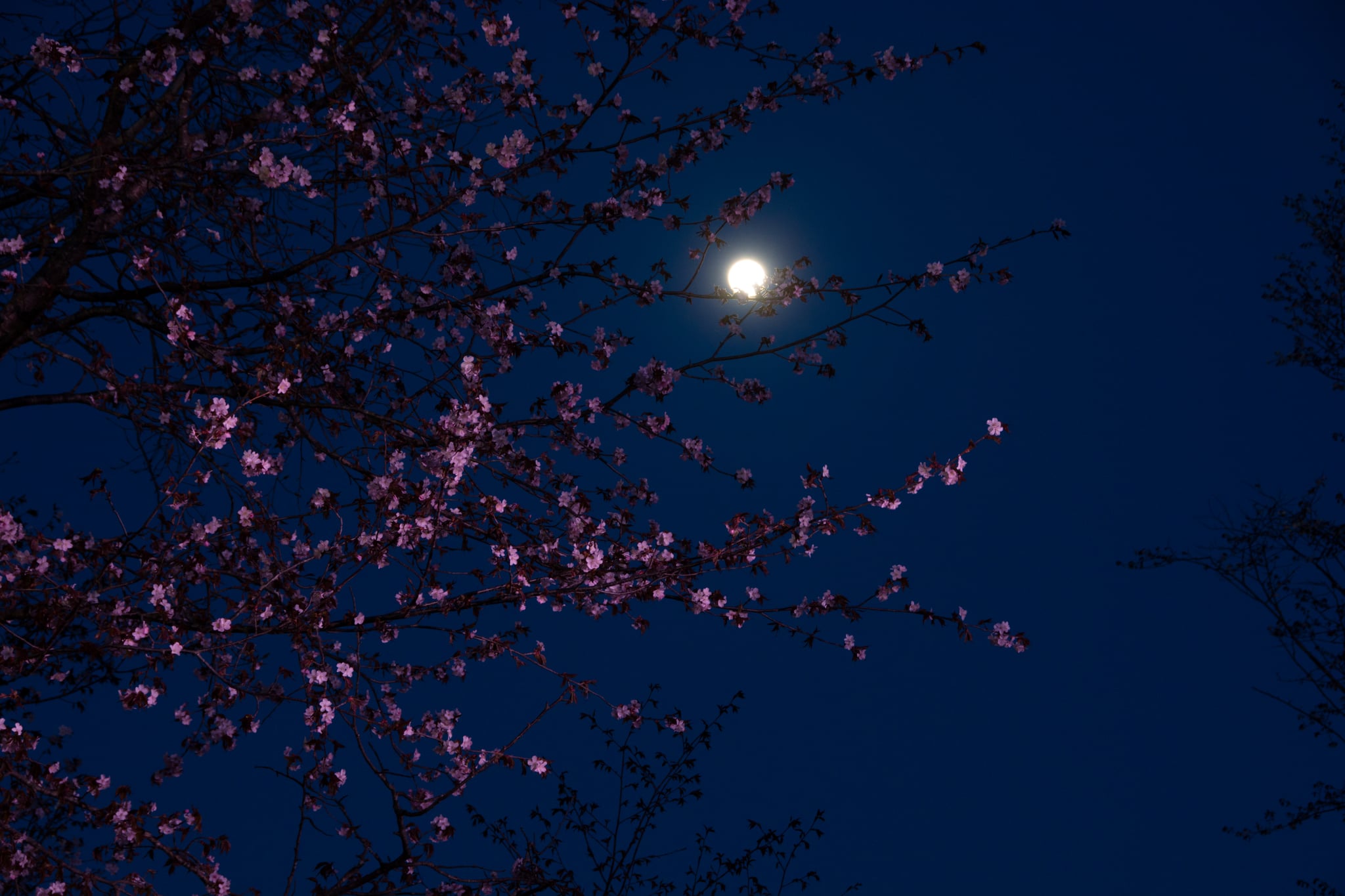 Pink Moon April 2022 Spiritual Meaning POPSUGAR Smart Living