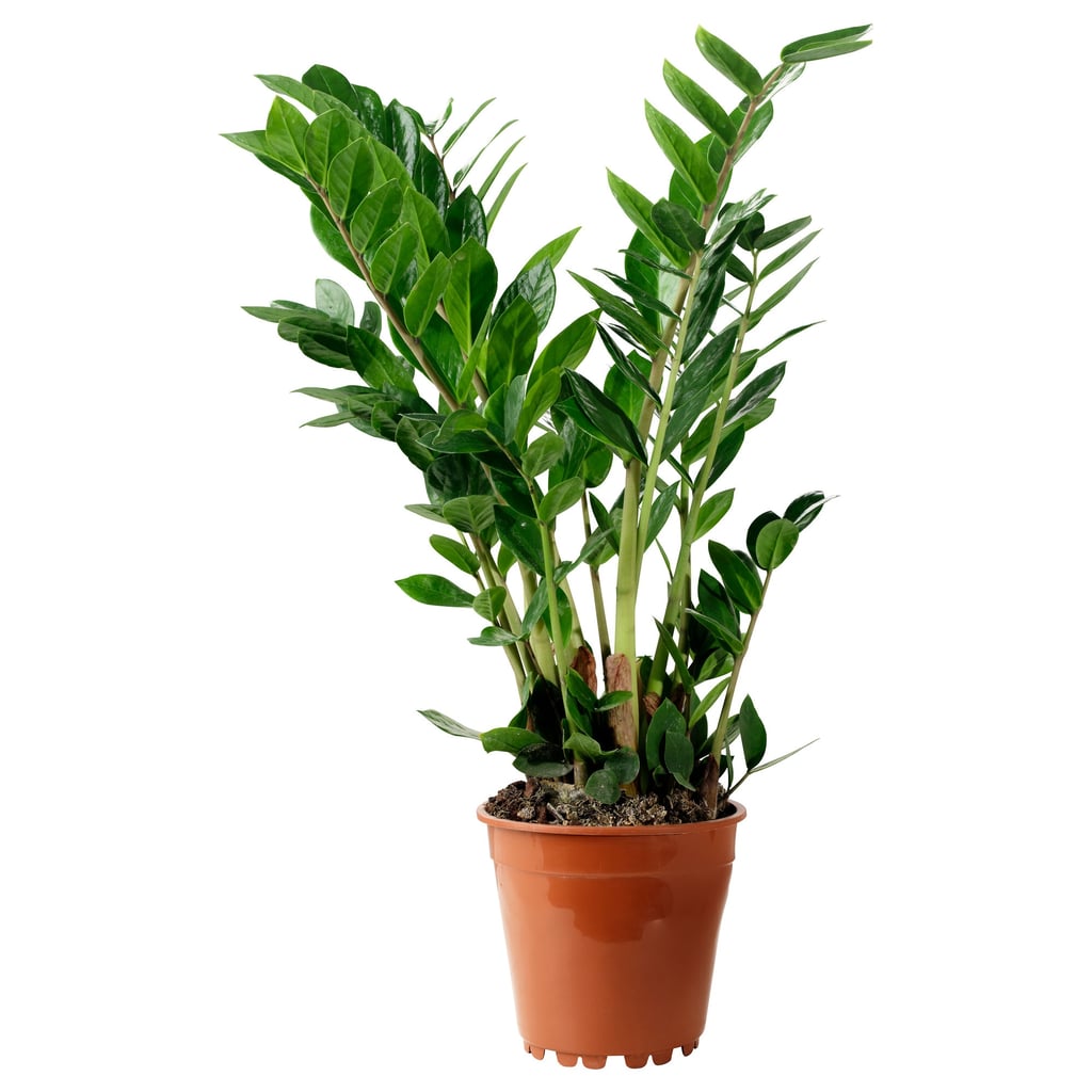 Zamioculcas Potted Plant