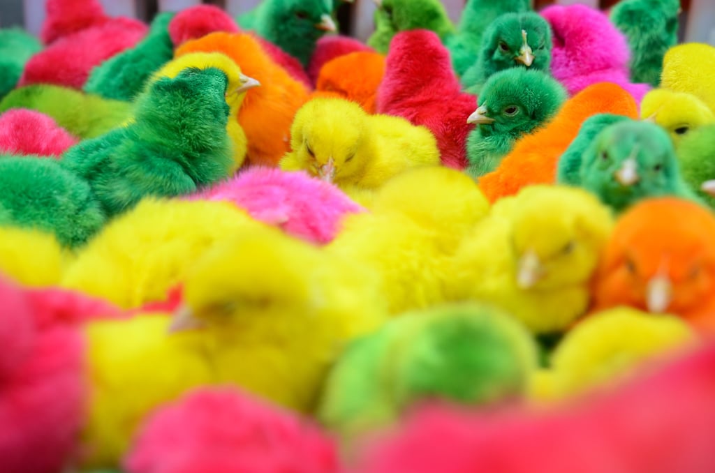 Chicks were dyed with different colors and sold in the Philippines for the Chinese New Year.