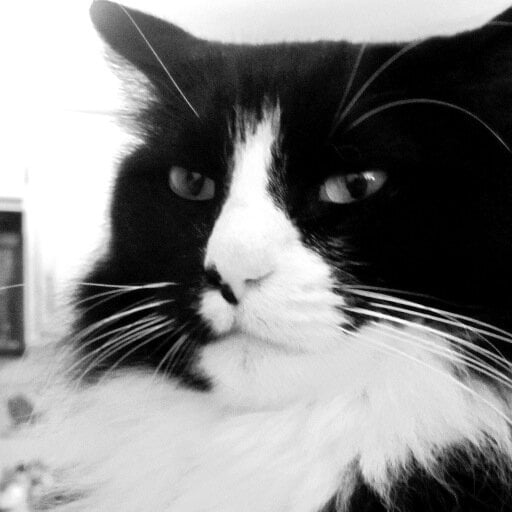 Henri, Le Chat Noir, 32K Followers