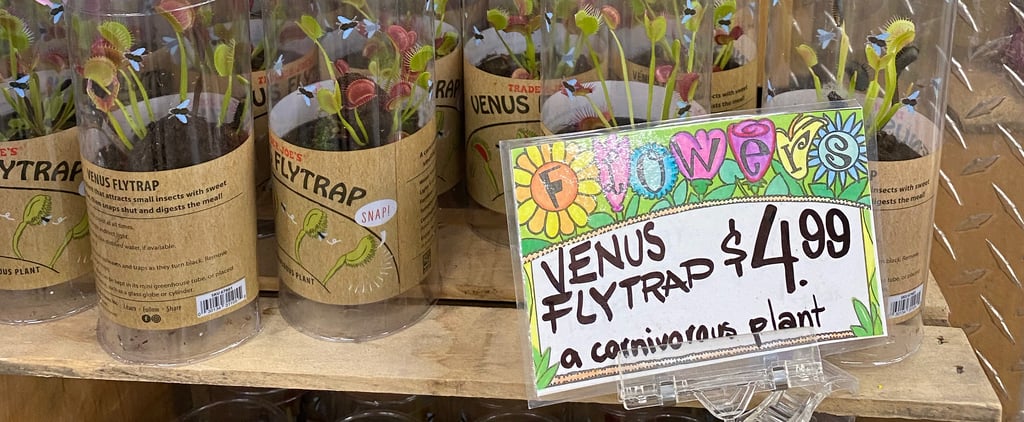Trader Joe's Is Selling Venus Flytraps For $5!