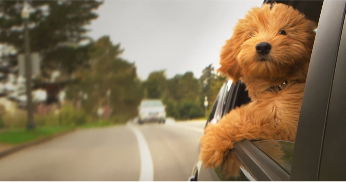 How to Travel With a Dog POPSUGAR Smart Living