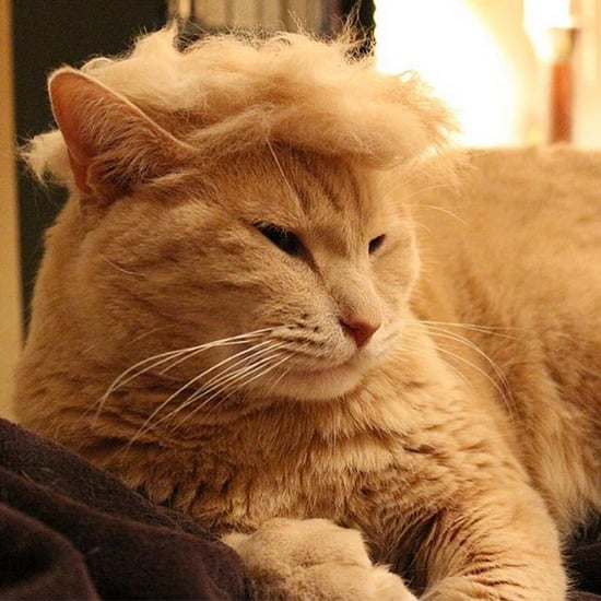 Cats With Donald Trump Hair