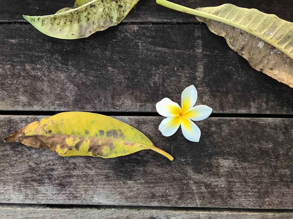 Front Porch Mingling With Plumerias