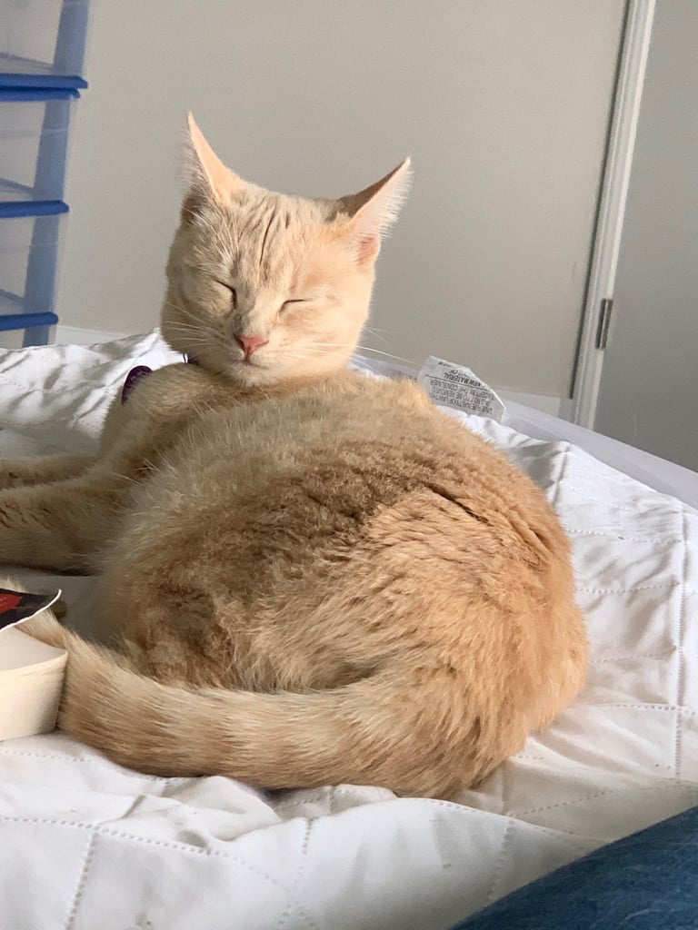 Cats Leave Hair Everywhere, but the Fur Cleanup Is Worth It What Is