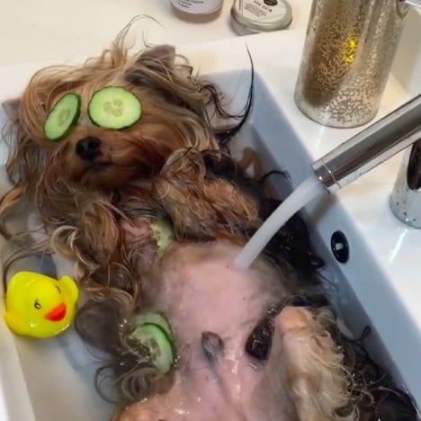 Dog Spa Relaxation Video