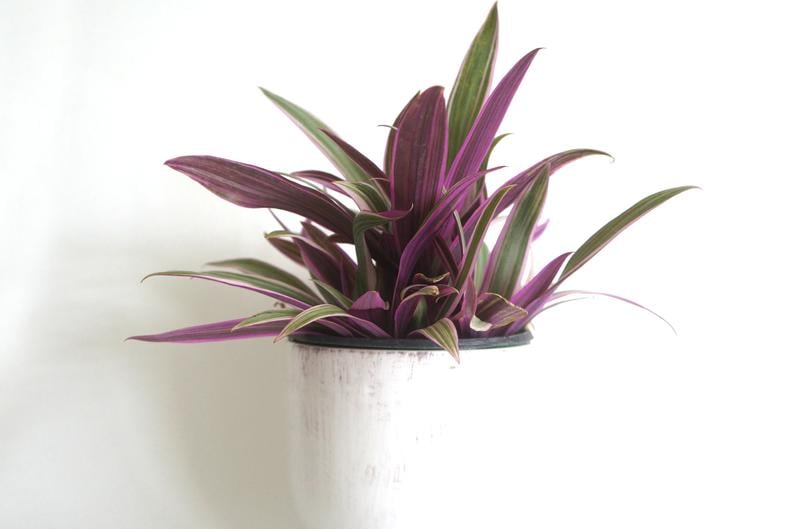 Tradescantia Tricolour