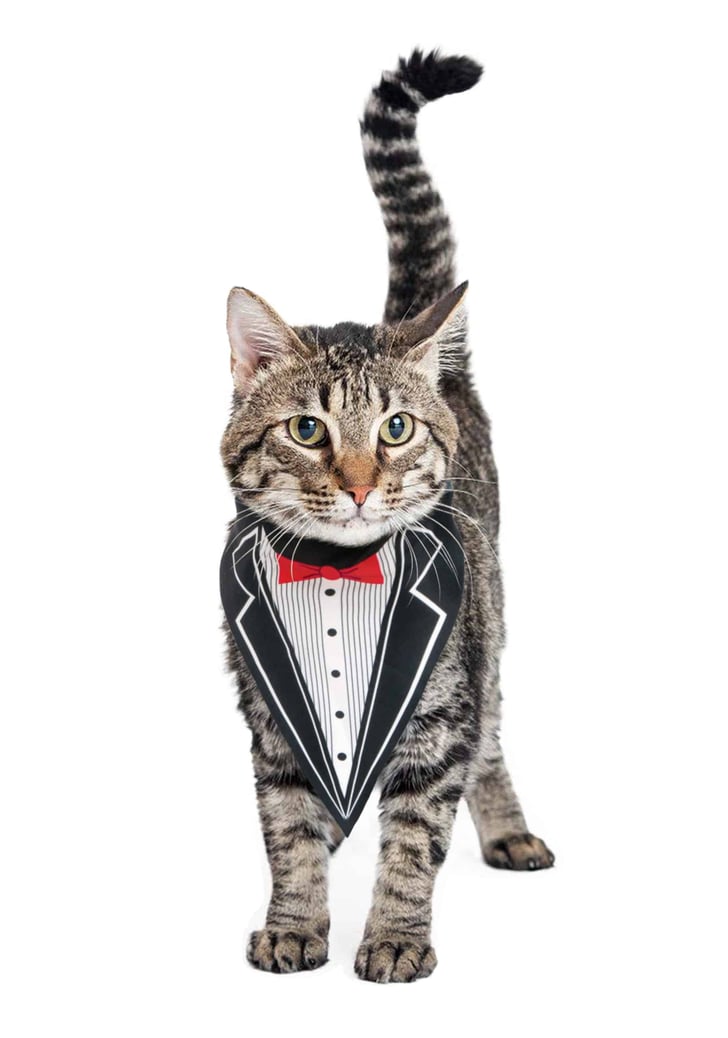 Tuxedo Cat Bandana Costume Cat Tuxedo Halloween Costumes POPSUGAR