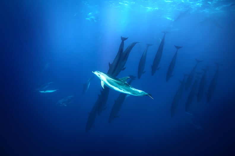 A bottlenose dolphin traveling with false killer whales off the coast of the North Island in New Zealand.